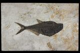 Huge, Fossil Fish (Diplomystus) - Green River Formation #144222-1
